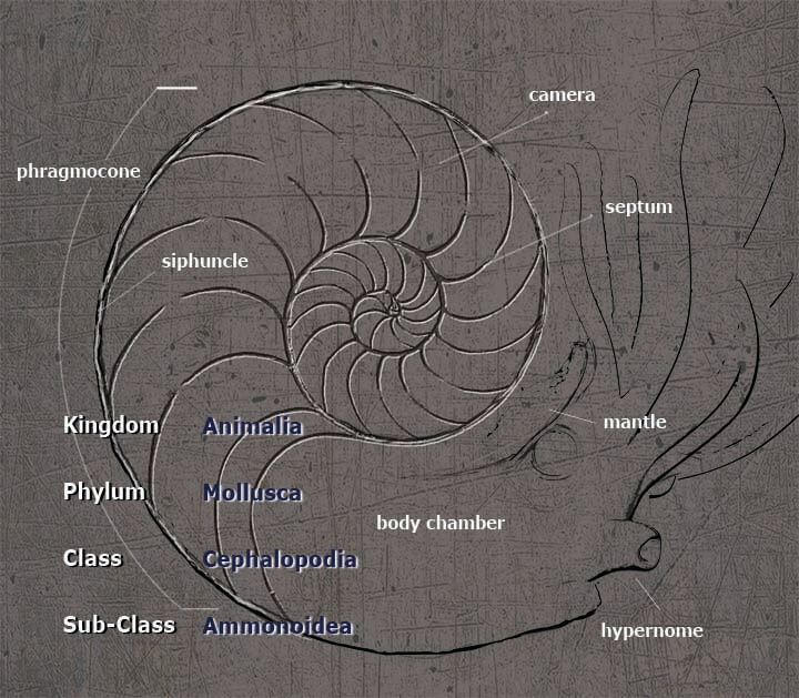 Ammonite anatomy from Paleozoo Evolutionary Portraits created by paleoartist Bruce Currie