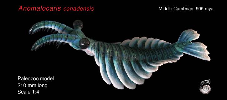 Anomalocaris canadensis model anterior view from Paleozoo Evolutionary Models by Bruce Currie