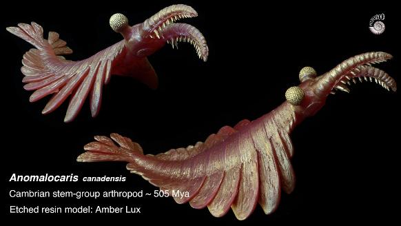 Anomalocaris Cambrian arthropod model from Paleozoo