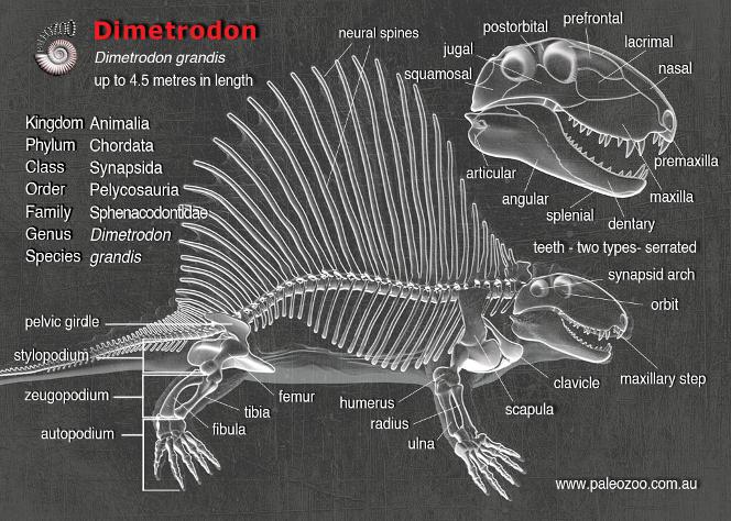 Dimetrodon anatomy artwork from Paleozoo by Bruce Currie