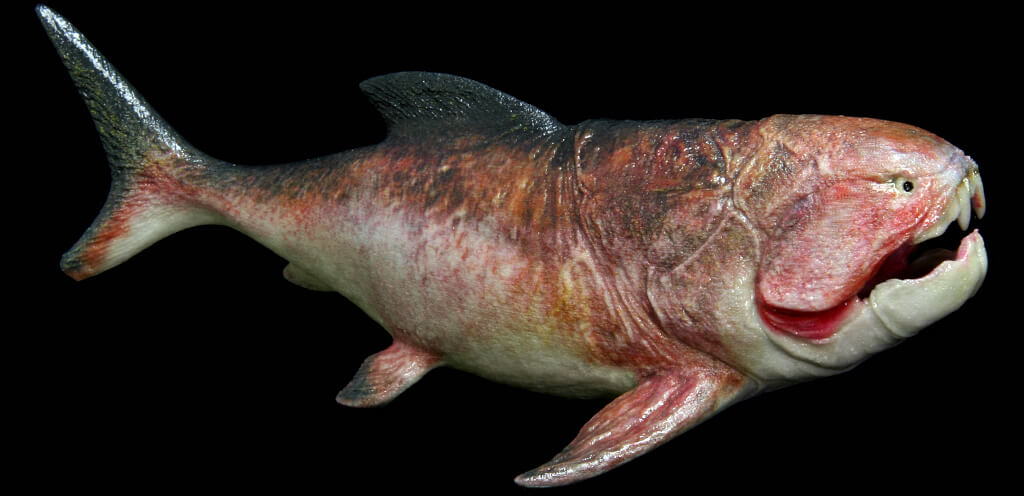 Dunkleosteus terrelli model from Paleozoo Evolutionary Models by Bruce Currie