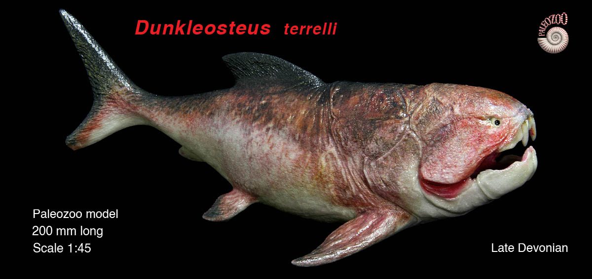 Dunkleosteus model lateral from Paleozoo by Bruce Currie