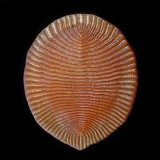 Dickinsonia model from Paleozoo
