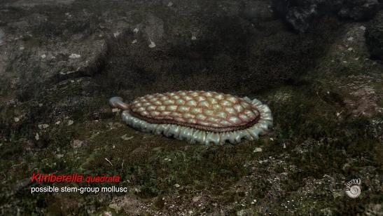 Ediacaran Kimberella stem-group mollusc by Paleozoo