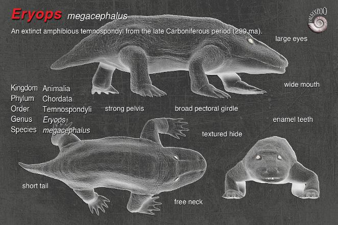Eryops megacephalus anatomy artwork from Paleozoo Evolutionary Models by Bruce Currie