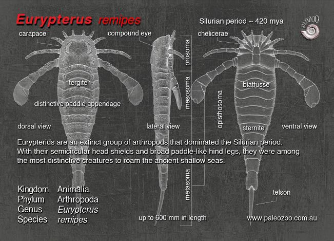 Eurypterus remipes anatomy from Paleozoo Evolutionary models by Bruce Currie