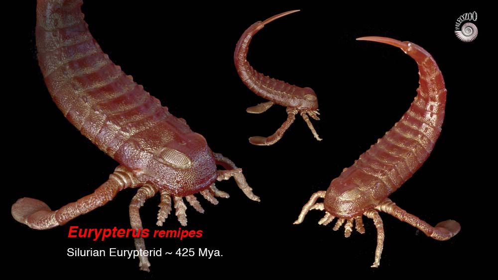 Eurypterid Silurian Arthropod model from Paleozoo