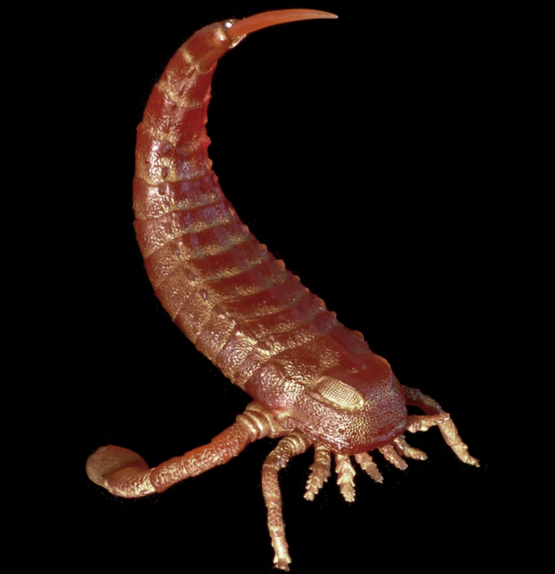 Eurypterid model from Paleozoo