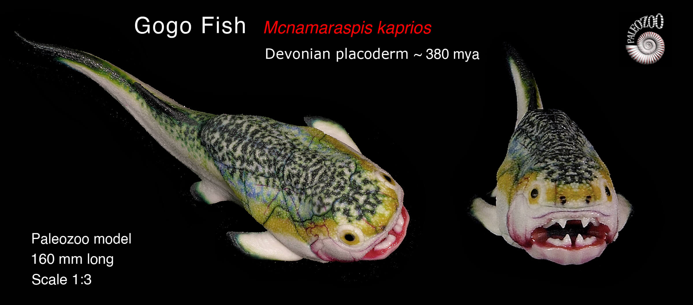 Gog Fish Mcnamaraspis dorsal view from Paleozoo Evolutionary Models by Bruce Currie