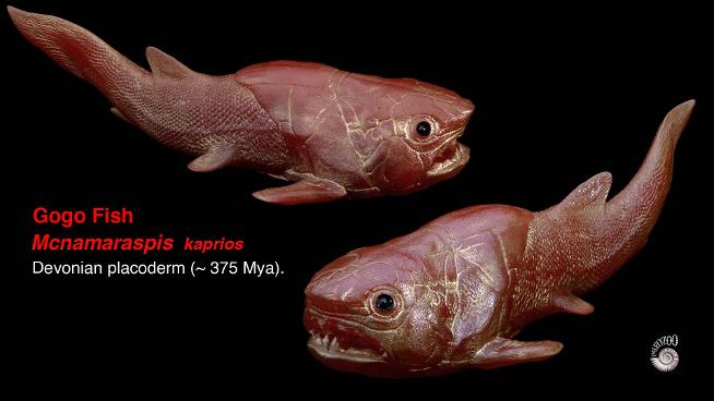Gogo fish placoderm model from Paleozoo