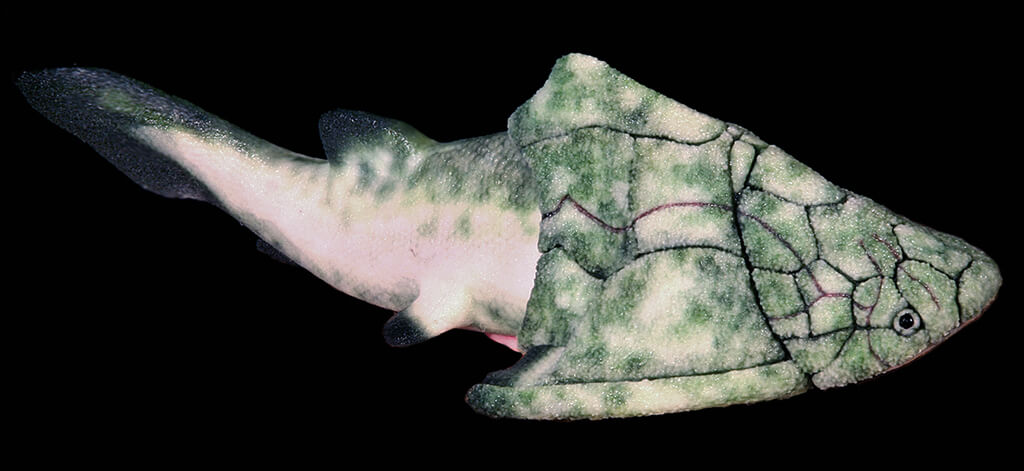 Groenlandaspis model from Paleozoo Evolutionary Models by Bruce Currie