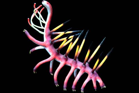 Hallucigenia Cambrian model by paleoartist Bruce Currie