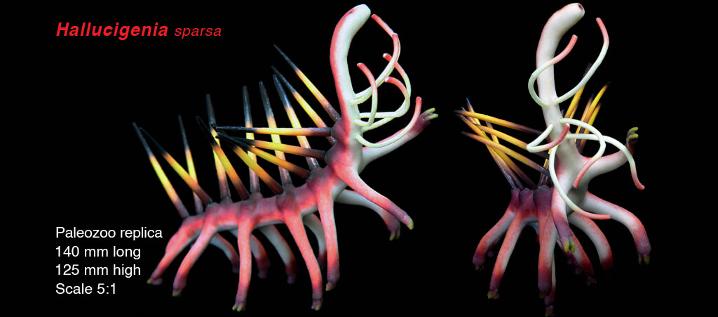 Hallucigenia sparsa model anterior view from Paleozoo by Bruce Currie