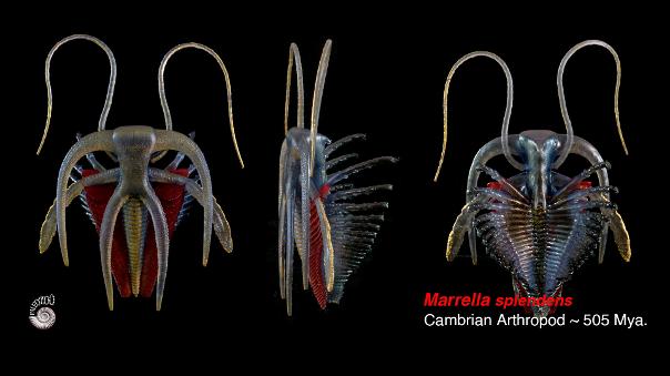 Marrella Cambrian model from Paleozoo