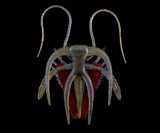 Marrella model from Paleozoo