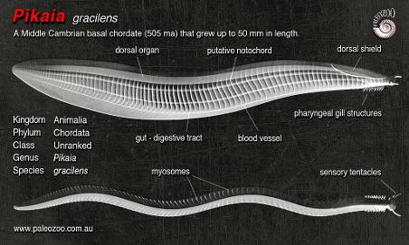 Pikaia anatomy artwork from Paleozoo by Bruce Currie