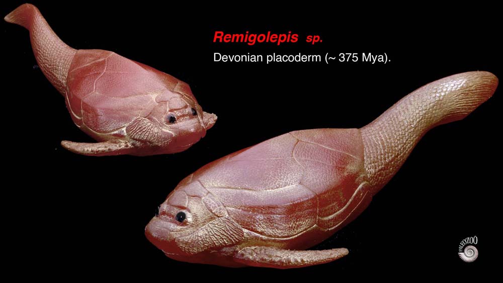 Placoderm Remigolepis model lateral view from Paleozoo Evolutionary Models by Bruce Currie