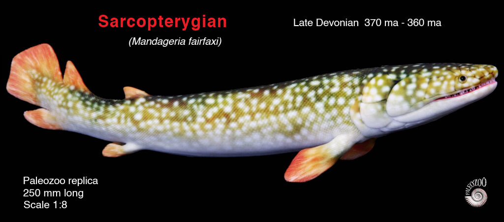 Sarcopterygian Mandageria model lateral view from Paleozoo by Bruce Currie