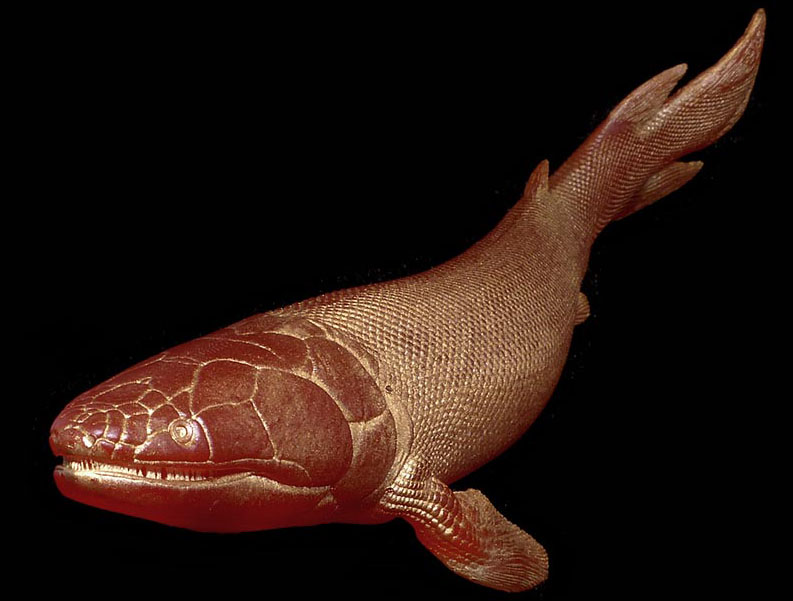 Sarcopterygian model from Paleozoo