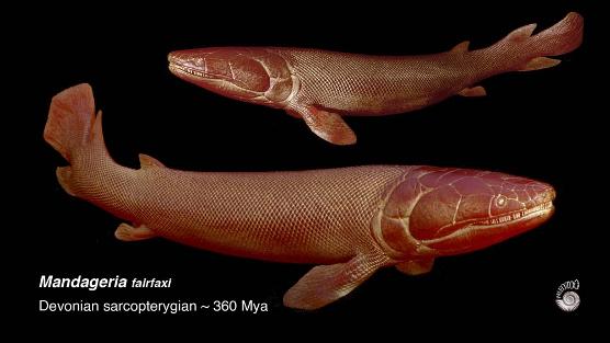 Lobe-finned fish Mandageria fairfaxi model from Paleozoo