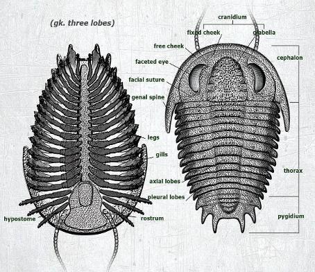 Trilobite anatomy illustration from Paleozoo Evolutionary Models by Bruce Currie
