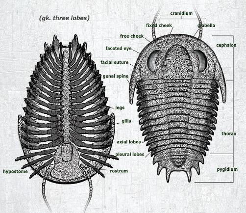 Trilobite anatomy from Paleozoo Evolutionary Models by Bruce Currie