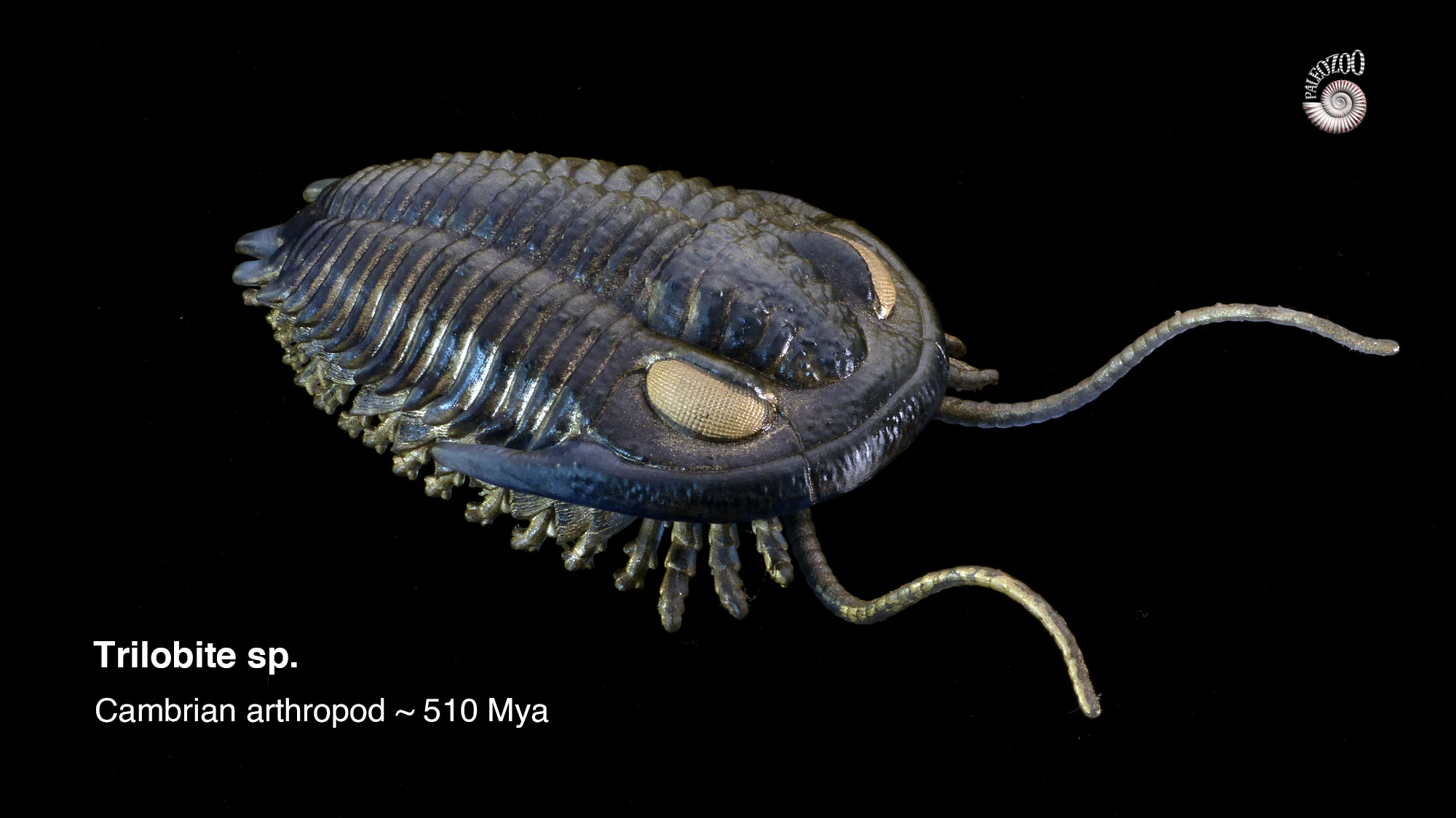 Trilobite model Cambrian arthropod from Paleozoo Evolutionary Models by Bruce Currie