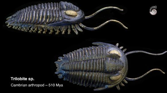 Trilobite models by Paleozoo